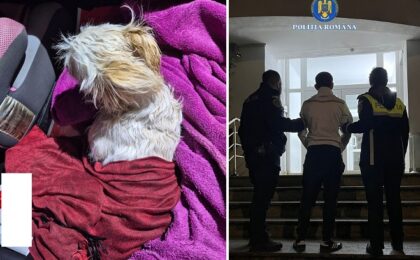Căţeluşă aruncată de la etaj, de către un nemernic, după o ceartă cu soţia. Făptaşul fost reţinut de poliţişti