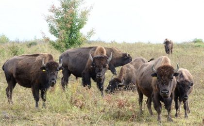 Bizonii se întorc în România după o absență de 200 de ani