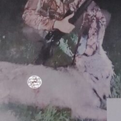 Povești vânătorești cu un polițist de la IPJ Timiș și cu un lup împușcat ilegal
