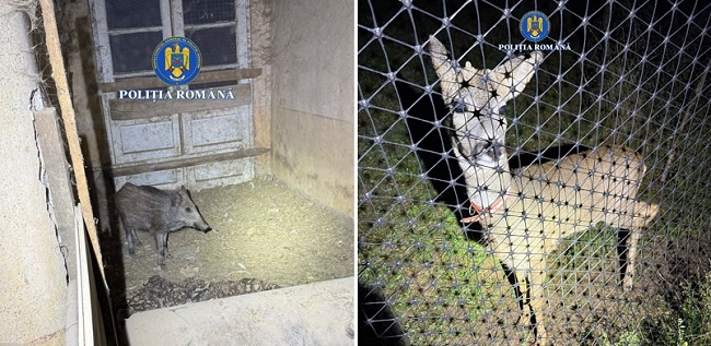 Percheziţii la braconieri, în Timiş. Poliţiştii au găsit animale sălbatice ţinute în captivitate. FOTO