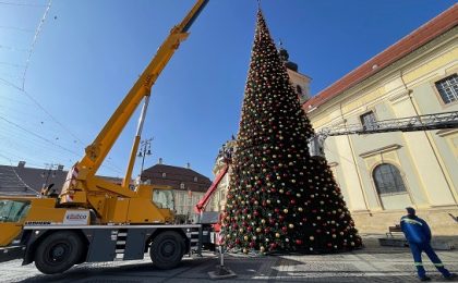 Bradul de Crăciun din Sibiu a fost cumpărat din vestul țării. Are o greutate de 11 tone și aproape 24 de metri înălțime