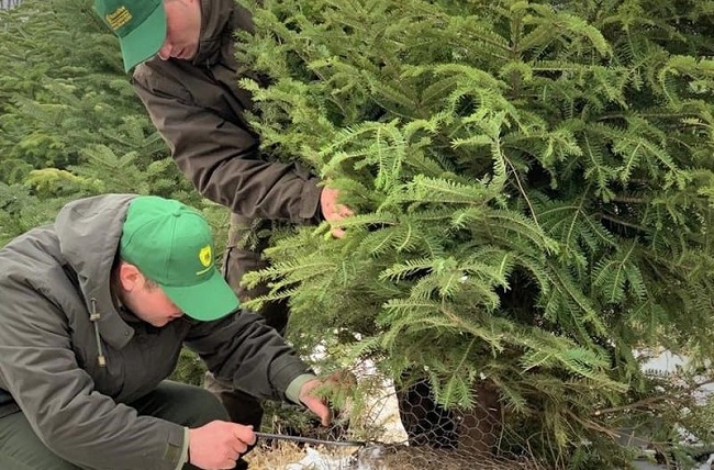 Romsilva pune la vânzare peste 20 de mii de pomi de Crăciun în sezonul sărbătorilor de iarnă