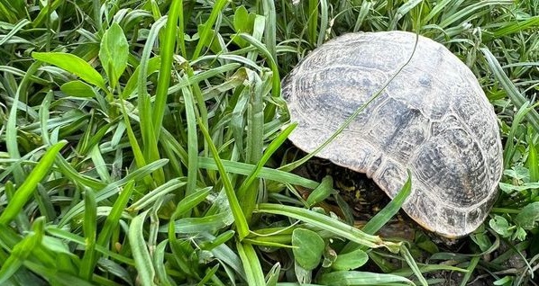 Amenzi de până la 10.000 de lei pentru cei care abandonează țestoasele de Florida