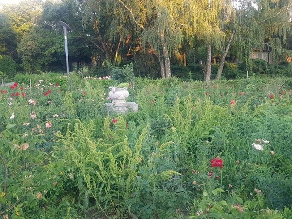 Pârloaga din Parcul Rozelor. Horticultura a readus tradiția marilor grădinari care au făcut Timișoara verde