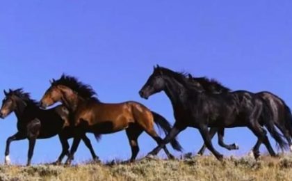 Caii de la Letea mor de sete - Adăpătorile au secat din cauza caniculei