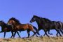 Caii de la Letea mor de sete - Adăpătorile au secat din cauza caniculei