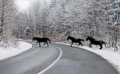 Scurtă revedere cu caii sălbăticiți din Munții Aninei