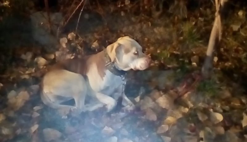 O bucureşteancă a fost amendată cu 3.000 de lei pentru că şi-a abandonat câinele de 4 ani într-un parc, legat de un copac, fără hrană