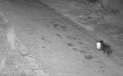 Un bărbat și-a dresat câinele să-i arunce gunoiul la o rampă ilegală