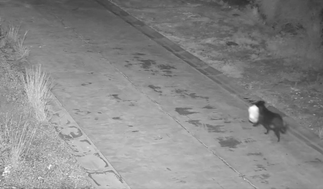 Un bărbat și-a dresat câinele să-i arunce gunoiul la o rampă ilegală