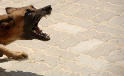 Bătrână sfâșiată de câinele vecinului 13 caine 6