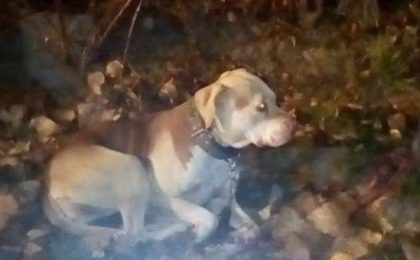 Femeie amendată cu 12.000 de lei pentru că și-a abandonat câinele bolnav într-un șanț