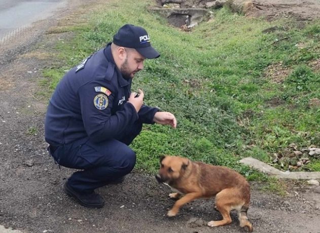 Un bărbat a fost amendat cu 12.000 de lei după ce a abandonat un câine pe marginea drumului