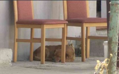 Câinele soților morți în exploziile din Crevedia încă îi așteaptă în curte