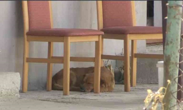 Câinele soților morți în exploziile din Crevedia încă îi așteaptă în curte
