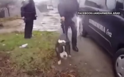 Video. Un câine de luptă a semănat teamă într-un cartier din vestul ţării