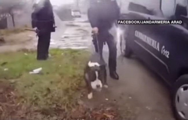Video. Un câine de luptă a semănat teamă într-un cartier din vestul ţării