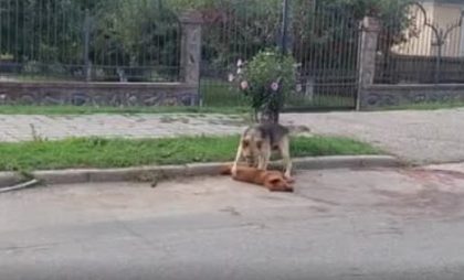 Imagini emoționante cu un câine care își veghează la marginea drumului prietenul de joacă lovit de o mașină (video)