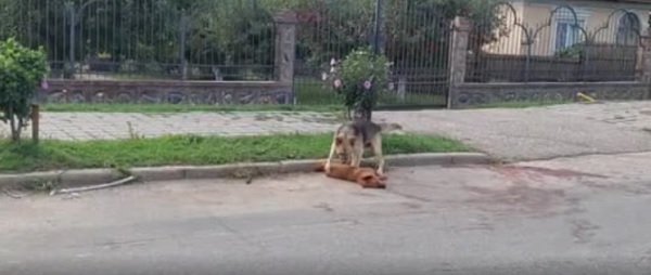 Imagini emoționante cu un câine care își veghează la marginea drumului prietenul de joacă lovit de o mașină (video)
