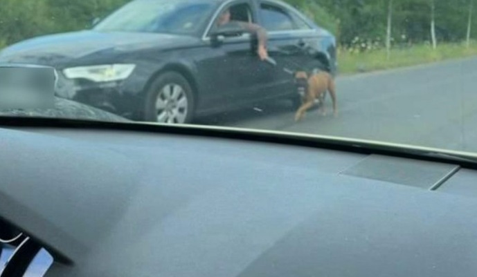 Câine chinuit în trafic de un șofer, la Timişoara. Bărbatul este căutat de polițiști