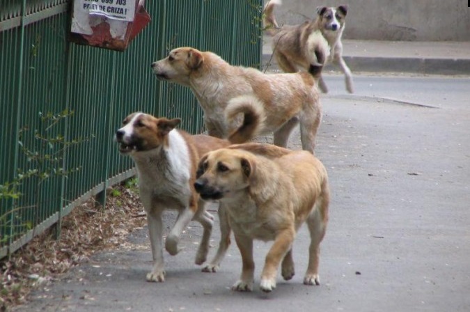 Incident şocant! Mai mulţi câini au intrat într-o curte şi au omorât alţi trei