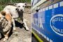 Polițiștii timișeni au identificat și sancționat o persoană care a abandonat mai mulți câini