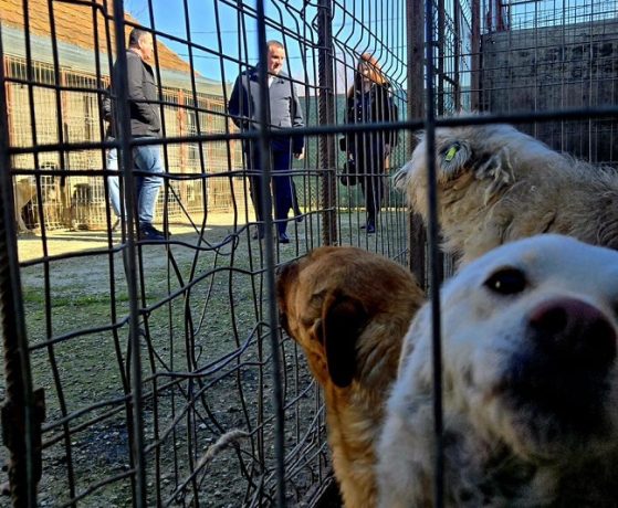 Câinii din Lugoj, în atenția autorităților locale 1 Câinii din Lugoj, în atenția autorităților locale