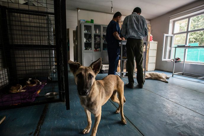 Câini și pisici evacuați din Afganistan