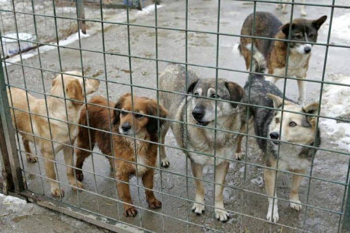 Timișoara. A început campania de sterilizare a câinilor aparținând rasei comune și metișilor
