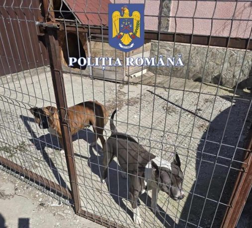 Poliţiştii timişeni, în vizită la deţinătorii de câini periculoşi