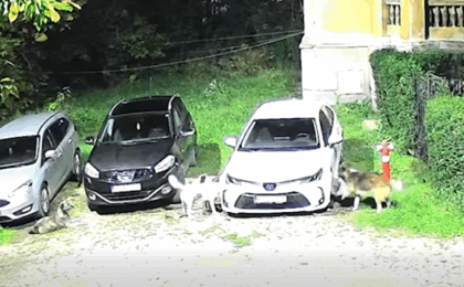 Scene incredibile! O haită de câini a distrus o mașină (video)