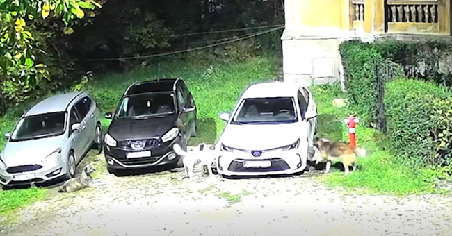 Scene incredibile! O haită de câini a distrus o mașină (video) 1 Scene incredibile! O haită de câini a distrus o mașină (video)
