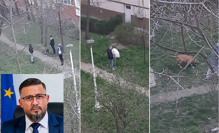 Într-un cartier din Timişoara, câinii periculoşi sunt dresaţi şi plimbaţi printre blocuri, iar şeful poliţiei locale n-are nimic împotrivă