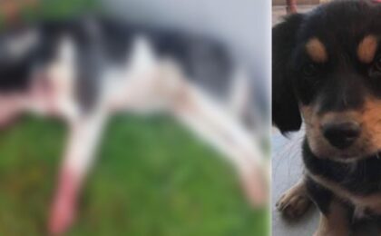 Cruzime fără margini! Un câine Husky şi unul dintr-o rasă comună, uciși de persoane necunoscute
