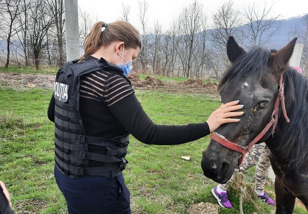 Cal maltratat, salvat de polițiști și dus la adăpost, în vestul țării