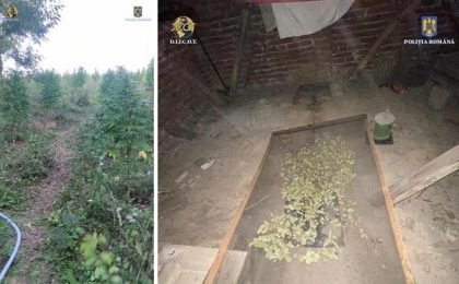 Trei persoane, prinse când recoltau plante de canabis cultivate în vestul țării