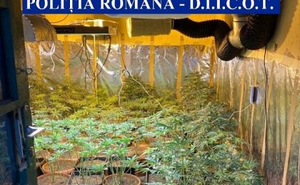 Plantații de cannabis în vestul țării. Cultivatorii, reținuți pentru audieri