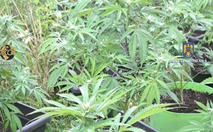 Plantație de cannabis descoperită într-o livadă. 3 timișeni au ajuns în arest