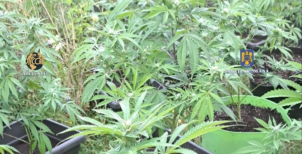 Plantație de cannabis descoperită într-o livadă. 3 timișeni au ajuns în arest