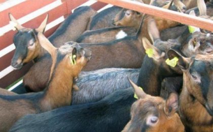 Român prins în timp ce transporta 13 capre înghesuite într-o remorcă, în Franța. Voia să le aducă în România