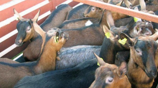 Român prins în timp ce transporta 13 capre înghesuite într-o remorcă, în Franța. Voia să le aducă în România