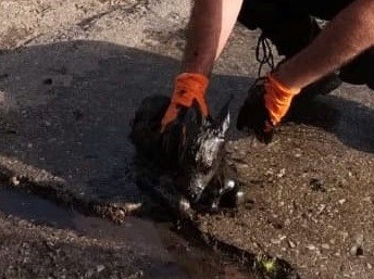 Un pui de căprioară a fost salvat de pompieri după ce a căzut într-un bazin cu ulei, în vestul țării