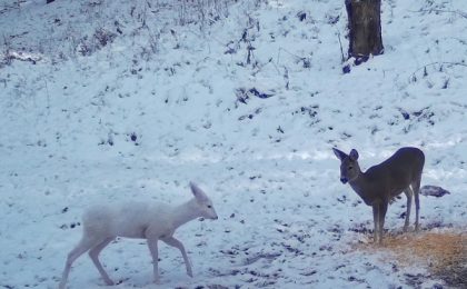 O căprioară albă a fost surprinsă într-un parc național din România