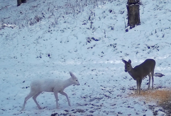 O căprioară albă a fost surprinsă într-un parc național din România