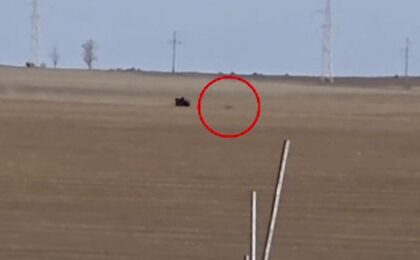 Cruzime fără margini. Doi braconieri vânau căprioare cu ATV-ul, le oboseau, apoi le călcau 8 Cruzime fără margini. Doi braconieri vânau căprioare cu ATV-ul, le oboseau, apoi le călcau