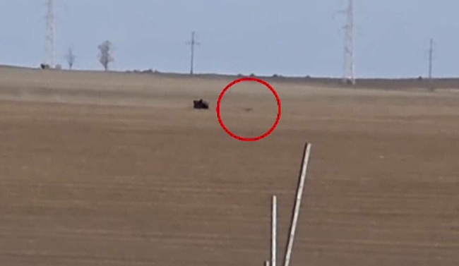 Cruzime fără margini. Doi braconieri vânau căprioare cu ATV-ul, le oboseau, apoi le călcau