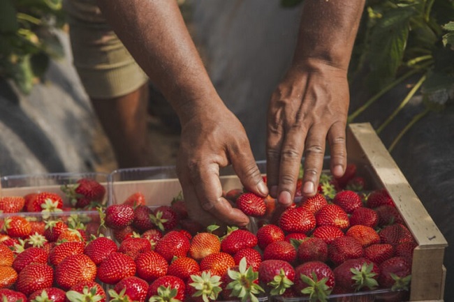Αποσύρθηκαν φράουλες από την Ελλάδα από την αγορά της Ρουμανίας