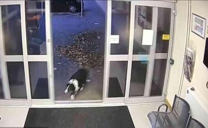 Un cățel s-a dus singur la Poliție după ce s-a pierdut de stăpânul său - video