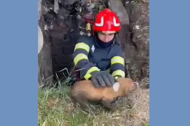 Căţel salvat după o misiune de suflet a pompierilor. Video