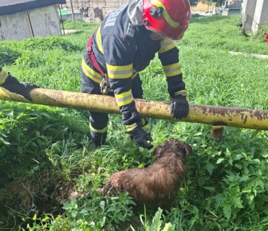 Cățelușul Maxi, salvat de pompieri. VIDEO